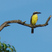 Boat-billed Flycatcher